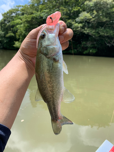 ラージマウスバスの釣果