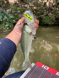 ラージマウスバスの釣果