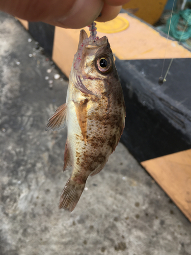 メバルの釣果