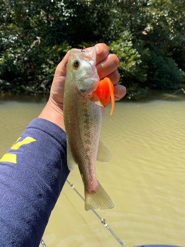 ラージマウスバスの釣果