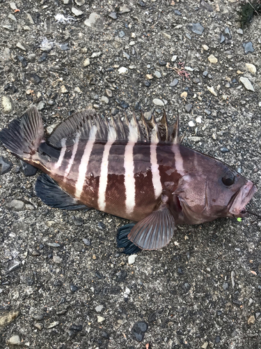 ハタの釣果