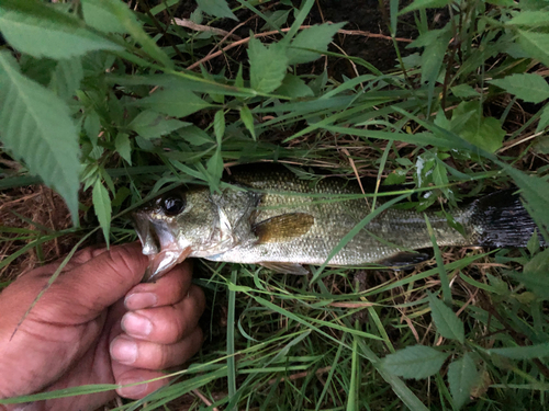 ラージマウスバスの釣果