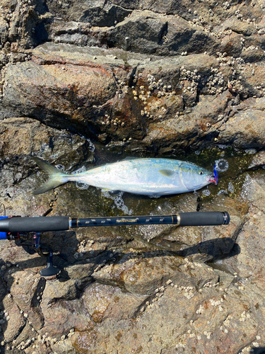 イナダの釣果