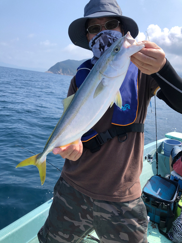 ハマチの釣果