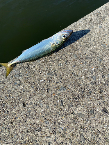 サバの釣果