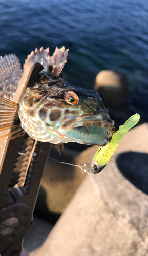 ハゼの釣果