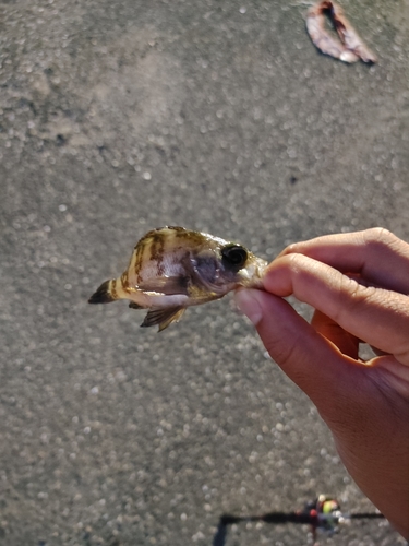 クロメバルの釣果