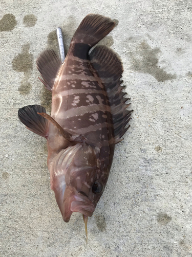 マハタの釣果