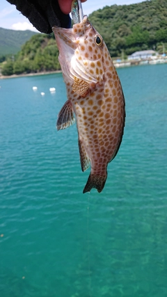 オオモンハタの釣果