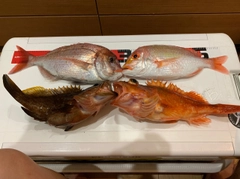 マダイの釣果