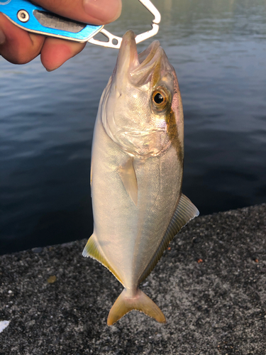 ネリゴの釣果