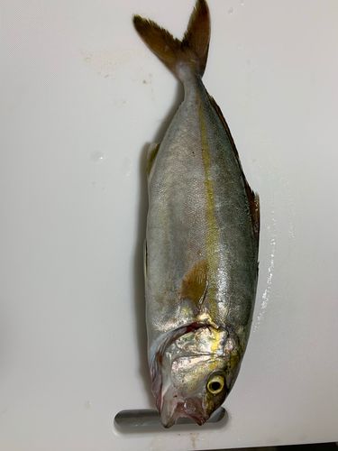 ショゴの釣果