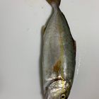 ショゴ