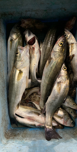 セイゴ（マルスズキ）の釣果