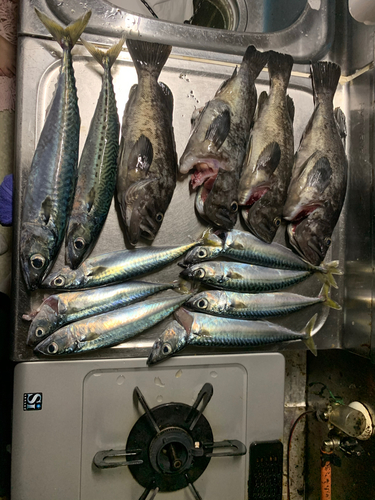 クロソイの釣果