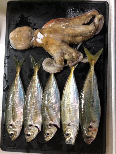 アジの釣果