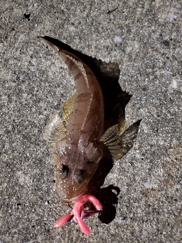 コチの釣果