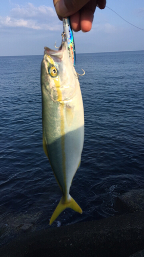 ワカシの釣果