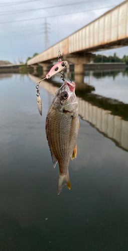 キビレの釣果