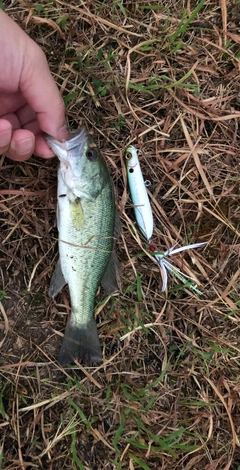 ブラックバスの釣果