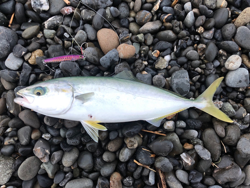 ワカナゴの釣果