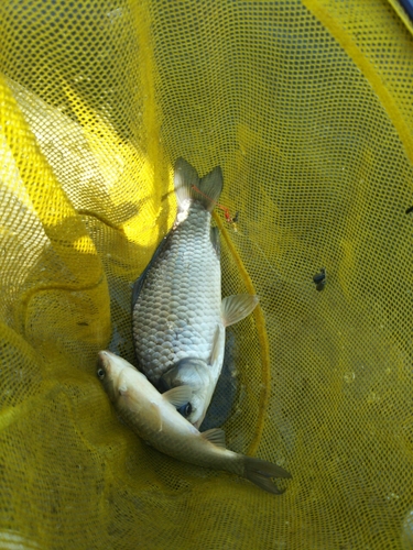 ヘラブナの釣果