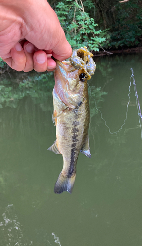 ラージマウスバスの釣果