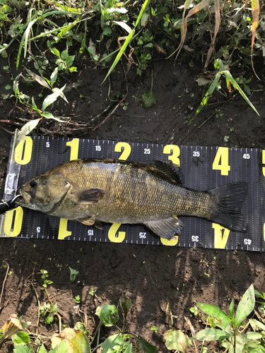 スモールマウスバスの釣果