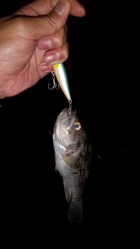 クロソイの釣果