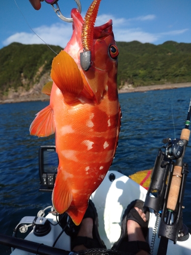 アカハタの釣果