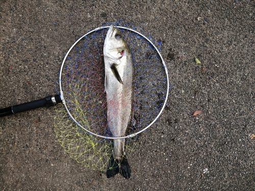 スズキの釣果