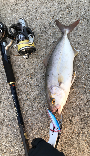 ネリゴの釣果