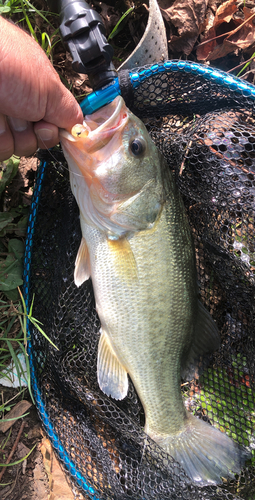 ラージマウスバスの釣果