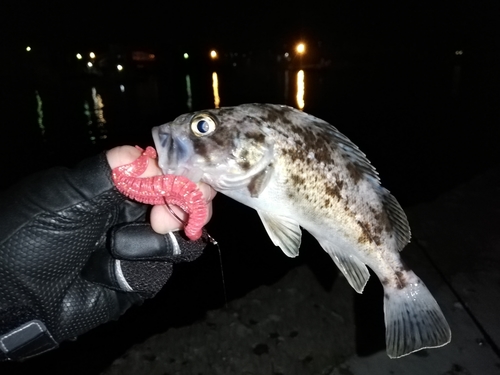 クロソイの釣果