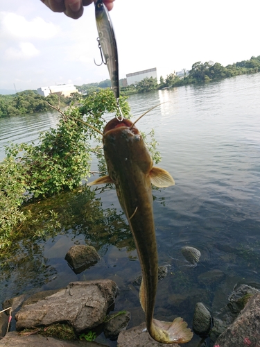 ナマズの釣果