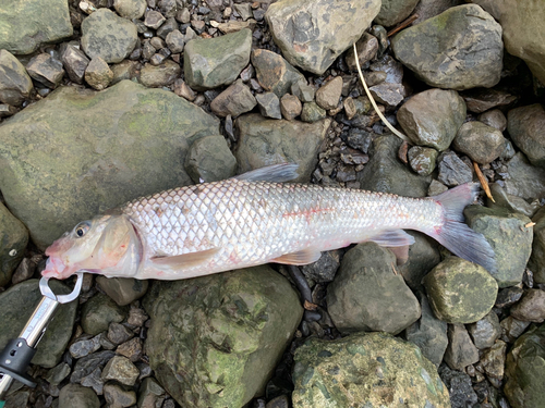 ニゴイの釣果