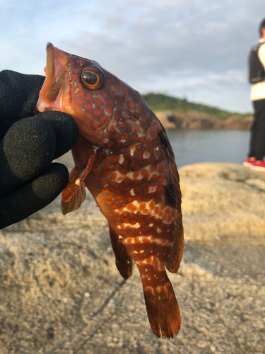 キジハタの釣果