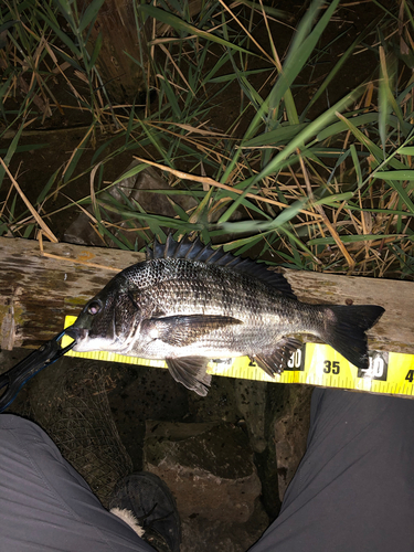 クロダイの釣果