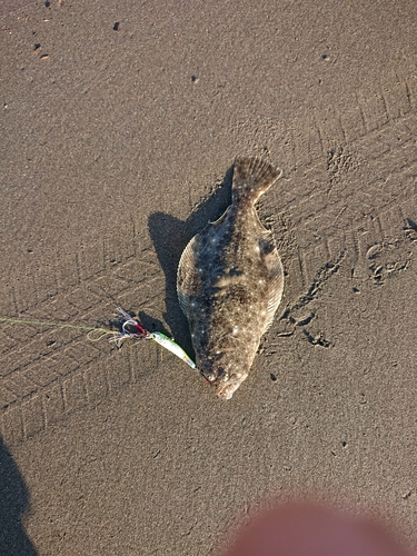 ヒラメの釣果