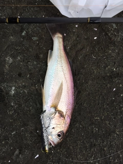 イシモチの釣果