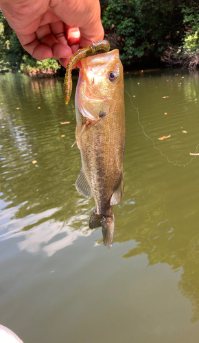 ラージマウスバスの釣果