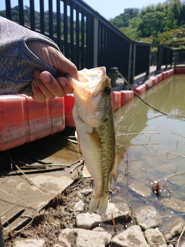 ラージマウスバスの釣果