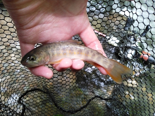 イワナの釣果