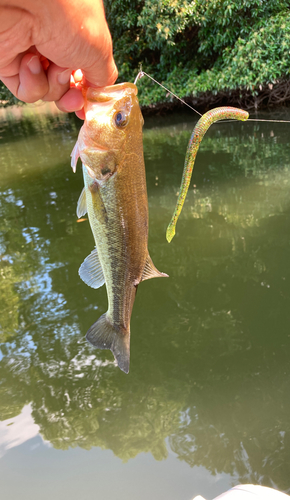 ラージマウスバスの釣果