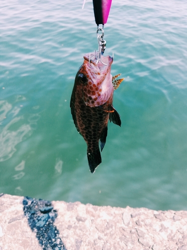 オオモンハタの釣果