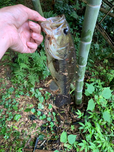 ラージマウスバスの釣果