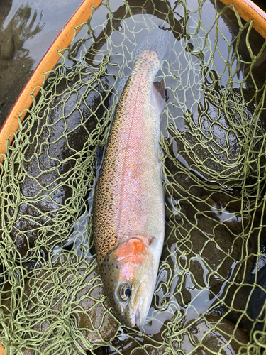 ニジマスの釣果