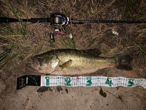 ブラックバスの釣果