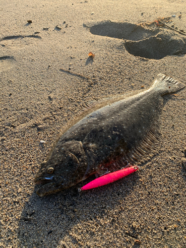 ヒラメの釣果