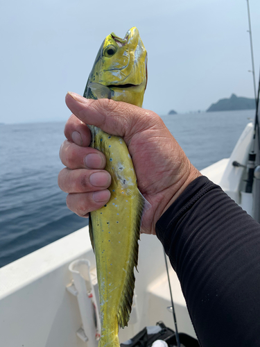 シイラの釣果